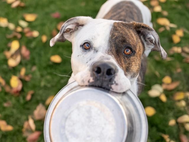 Moca - Female - Am Bulldog