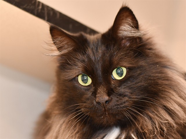Macaroni - Male - Domestic LH