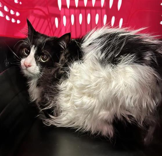 Lady Bug - Female - Domestic LH