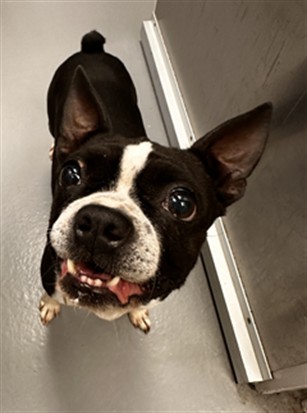 Zavia - Female - Boston Terrier