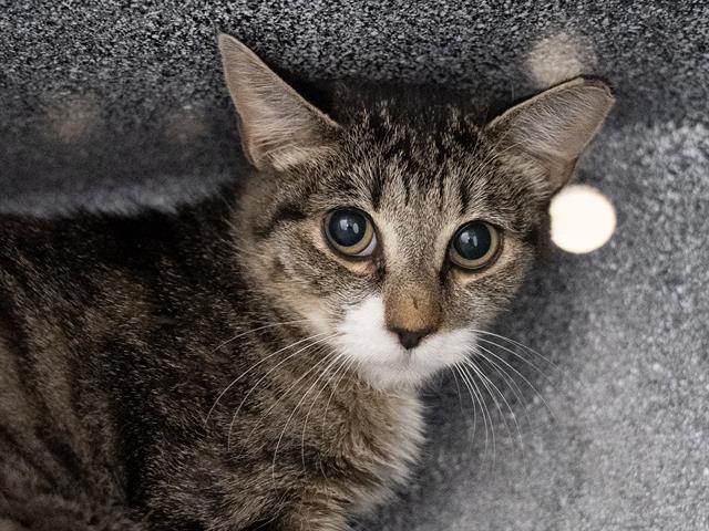 Pumpkin - Female - Domestic SH