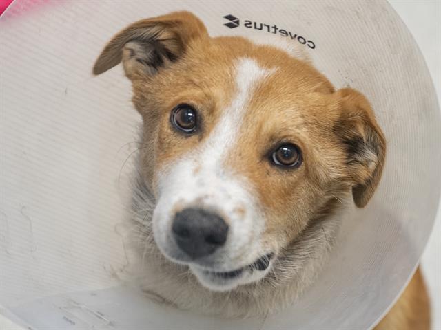 Eddie - Male - Australian Cattle Dog