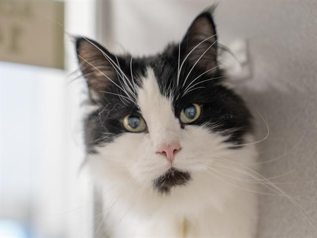 Binx - Male - Domestic LH