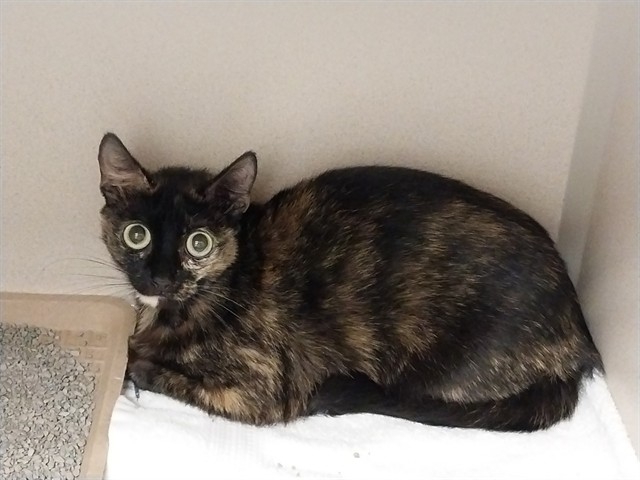 Eloise - Female - Domestic SH-Mix