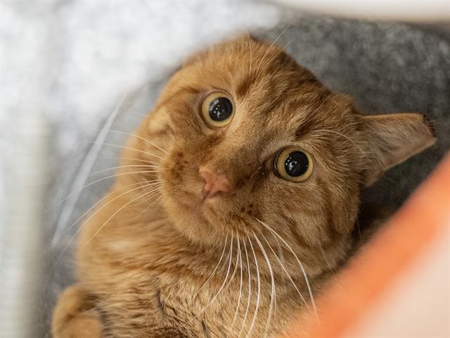 Cider - Male - Domestic SH