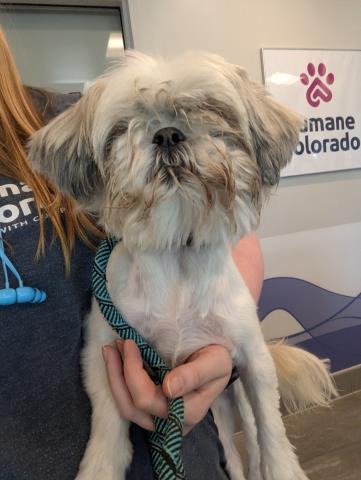 Dot - Female - Shih Tzu-Mix