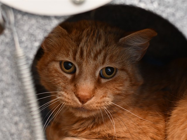 Lion - Male - Domestic SH-Mix