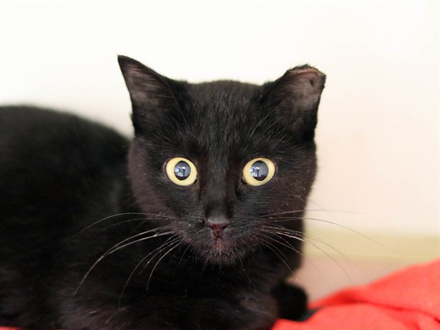 Spice - Female - Domestic SH