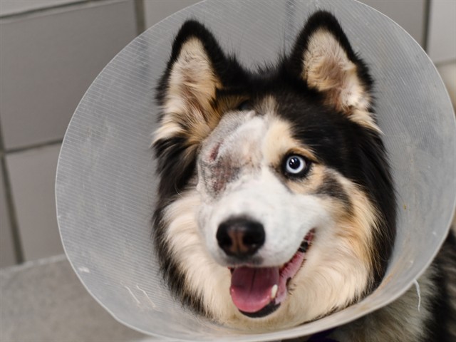 Sakka - Male - Siberian Husky