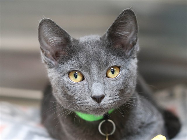 Yuki - Female - Domestic SH