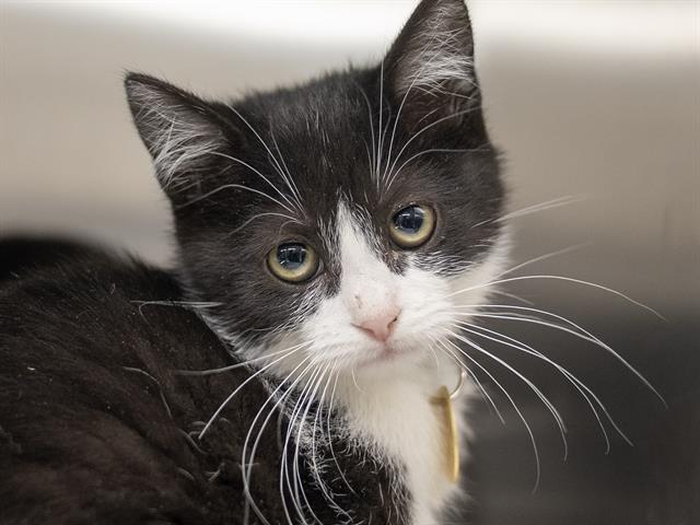 Umber - Female - Domestic SH