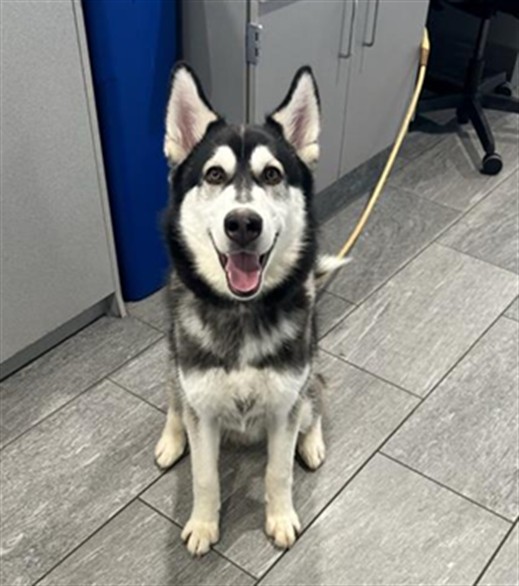 Stratus - Male - Siberian Husky