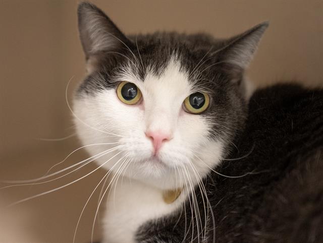 Stormy - Male - Domestic SH