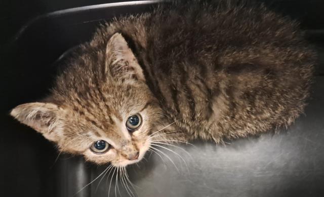 Freckles - Male - Domestic SH