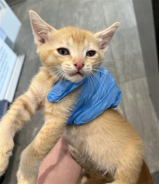 Butterscotch - Male - Domestic SH