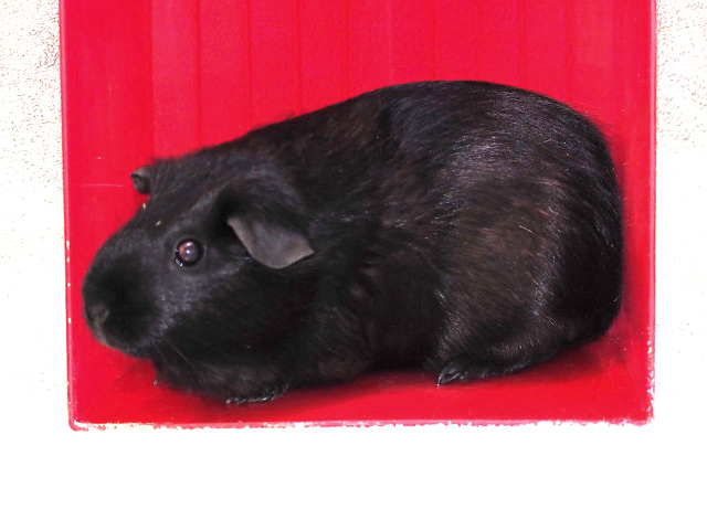Obsidian - Female - Guinea Pig