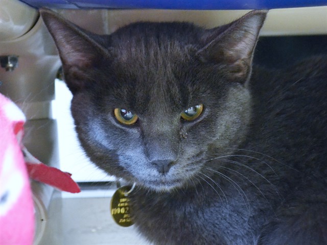 Remy - Female - Domestic SH