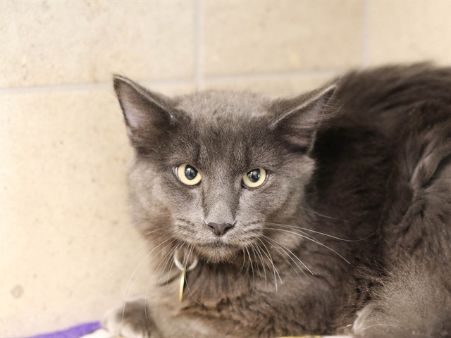 Fluffy - Male - Domestic LH