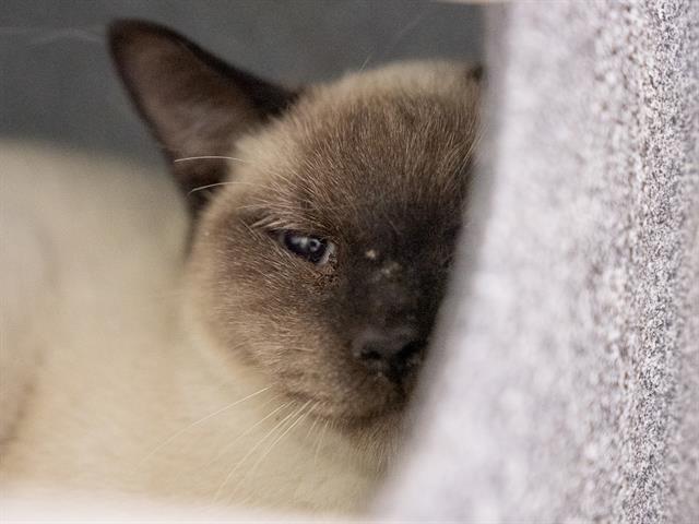 Dustin - Male - Domestic SH