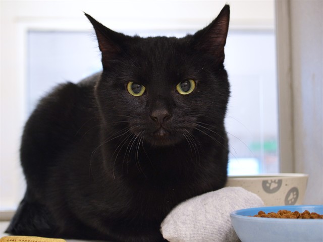 Cece - Male - Domestic SH