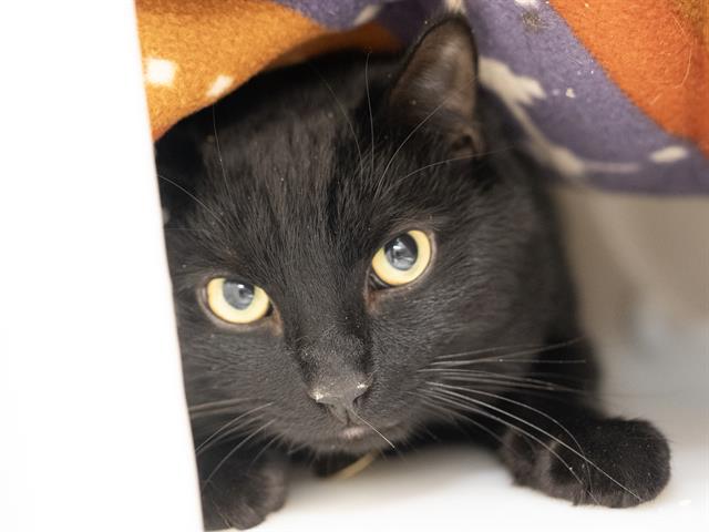 Momo - Male - Domestic SH