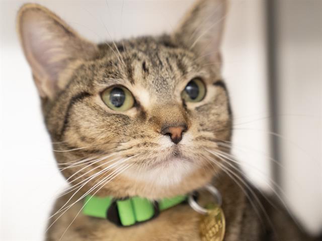 Coco - Female - Domestic SH