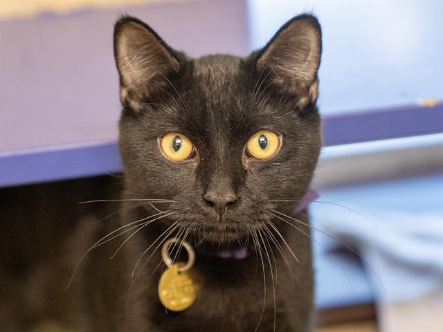 Moco - Male - Domestic SH
