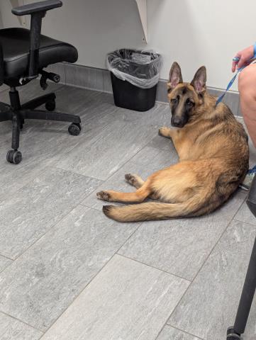Film - Female - Belgian Malinois
