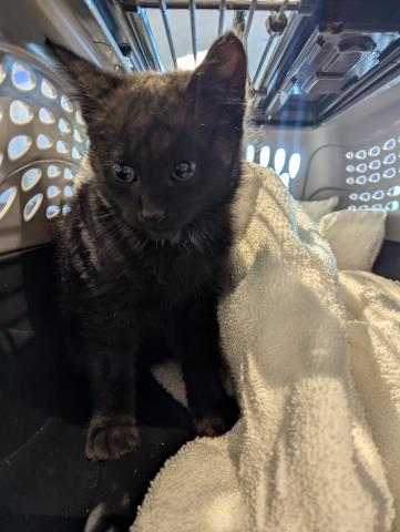 Eddie - Male - Domestic SH