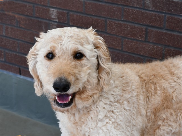Chase - Male - Standard Poodle-Labrador Retriever