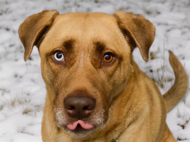 T Rex - Male - Labrador Retriever-Siberian Husky