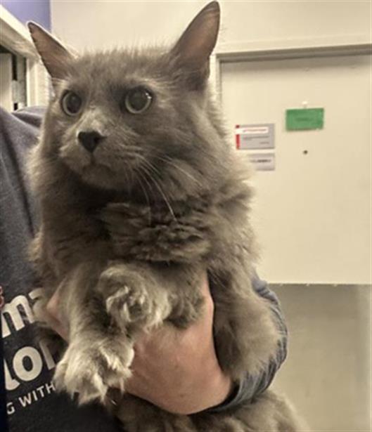 Curry - Male - Domestic MH