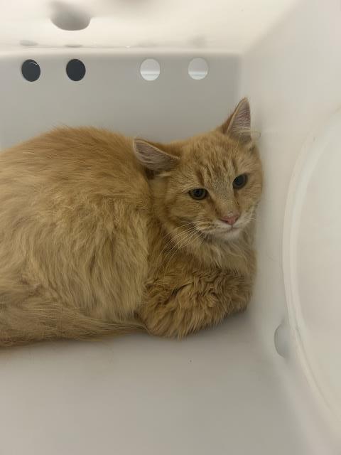 Candy Corn - Unknown - Domestic LH