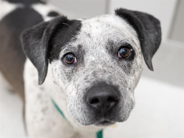 Tina - Female - Australian Cattle Dog-Mix