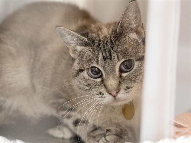 Soba - Female - Domestic SH