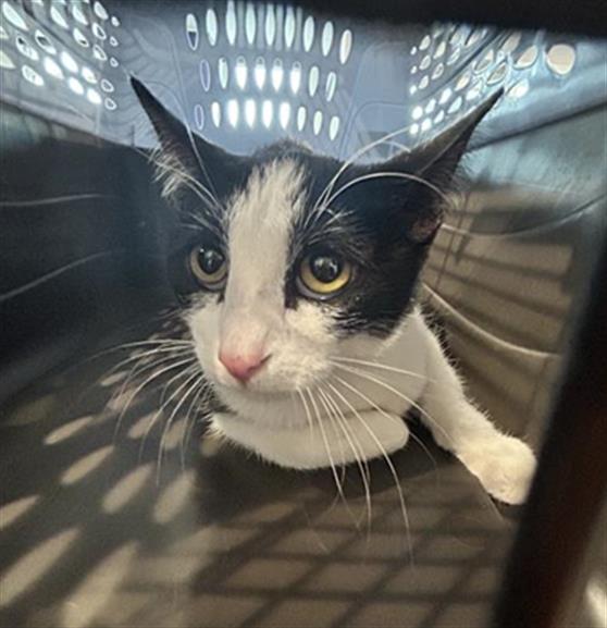 Gingersnap - Female - Domestic SH
