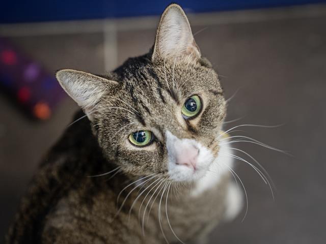 Tycho - Male - Domestic SH