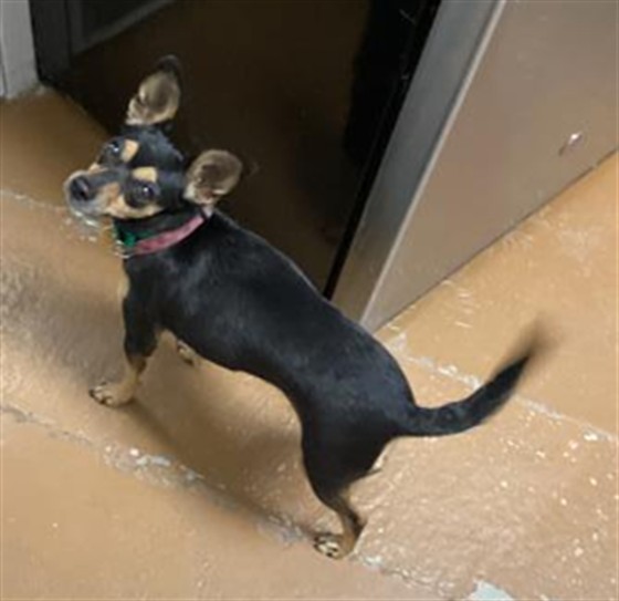 Girlfriend - Female - Miniature Pinscher-Chihuahua
