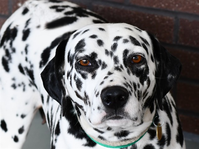 Luna - Female - Dalmatian