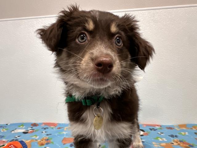 Bitsy - Female - Nonspecific