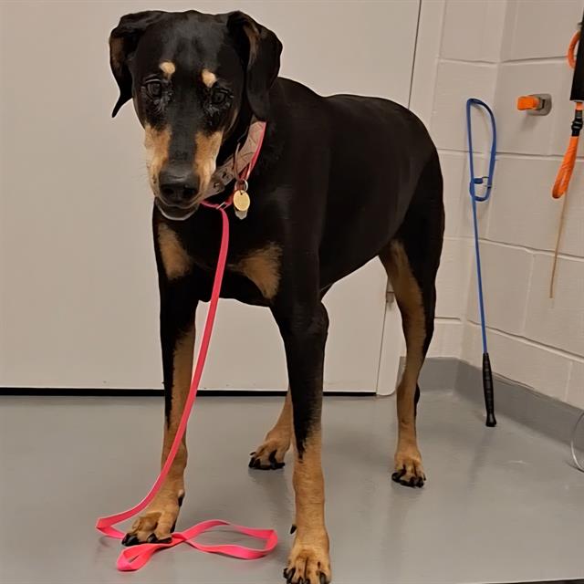 Maya - Female - Doberman Pinscher