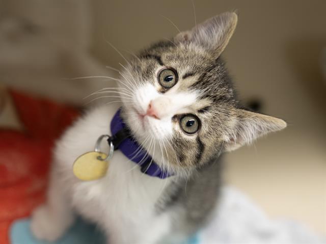 Boomer - Male - Domestic SH