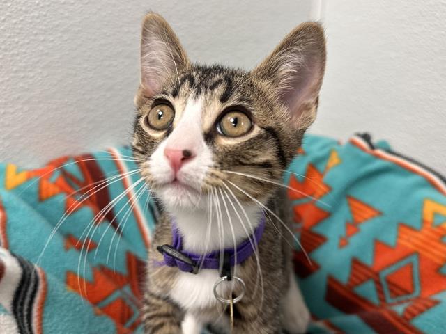 Blake - Male - Domestic SH