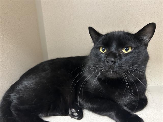 Bagheera - Male - Domestic SH