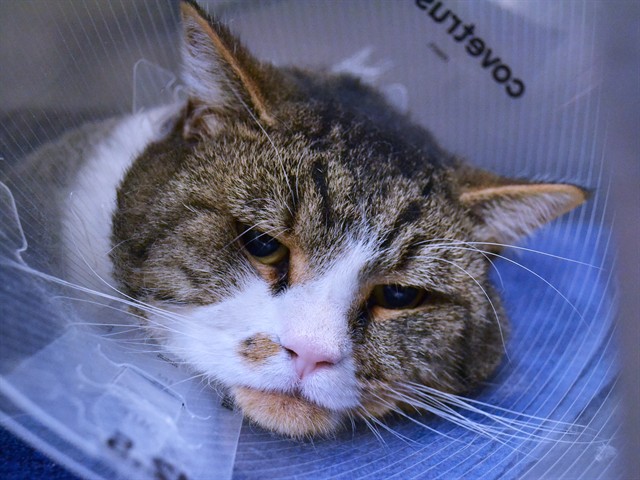 Leo - Male - Domestic SH