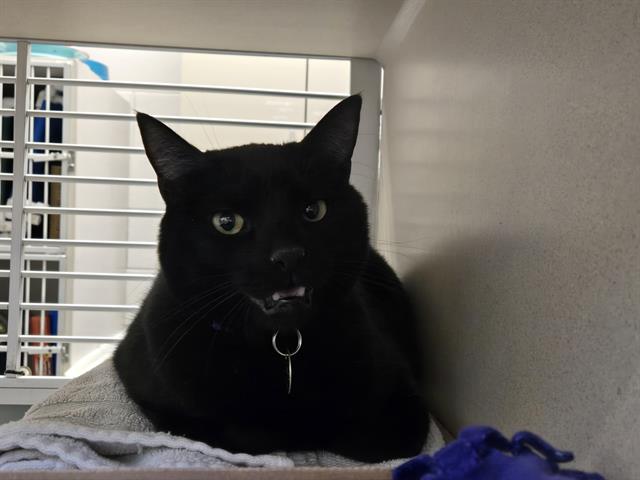 Mr. Pickles - Male - Domestic SH