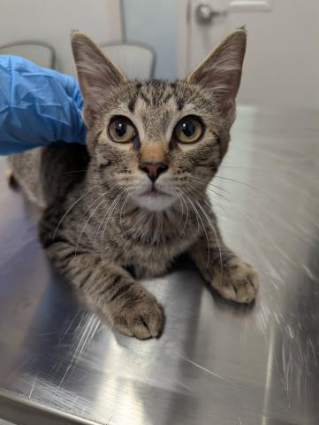 Comet - Male - Domestic SH