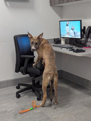 Bumble Bee - Male - Dutch Shepherd-Mix