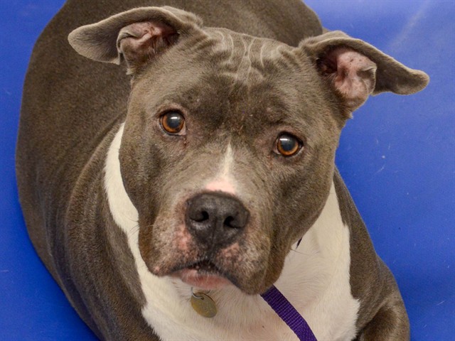 Zeus - Male - Pit Bull-Mix