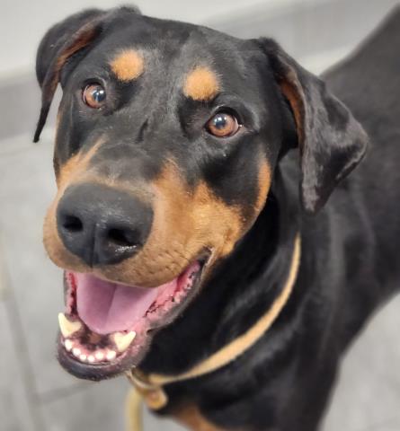 Pacey Witter - Male - Doberman Pinscher